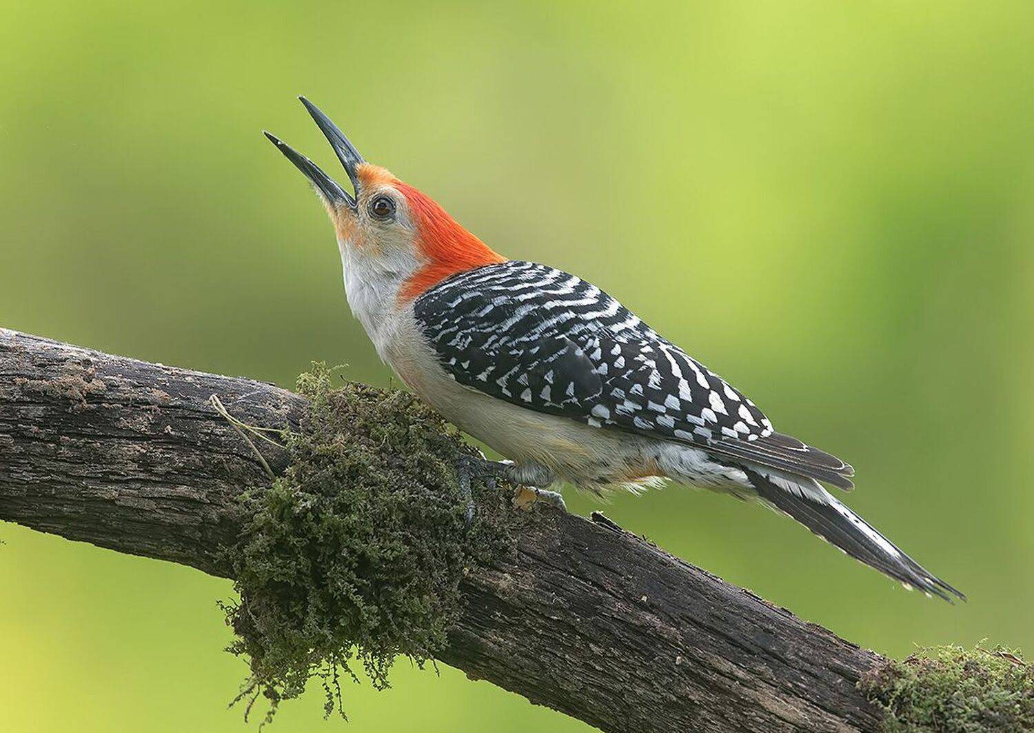 дятел, каролинский меланерпес, red-bellied woodpecker, woodpecker, Etkind Elizabeth