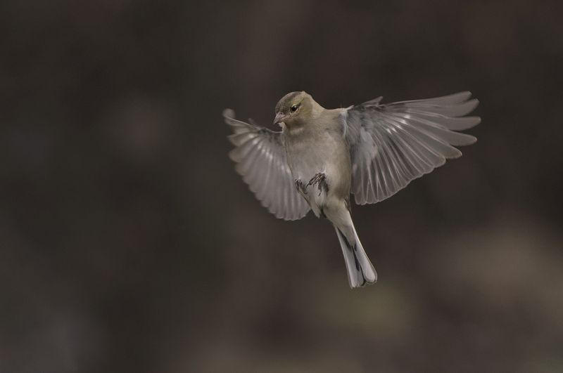 Зяблик фото превью