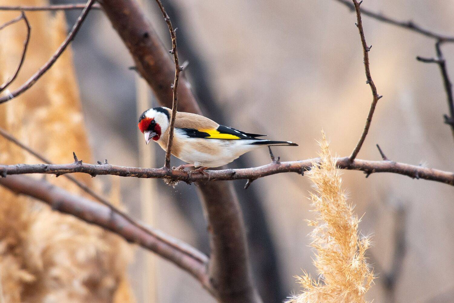 volgograd, russia, wildlife, Carduelis carduelis, , Сторчилов Павел