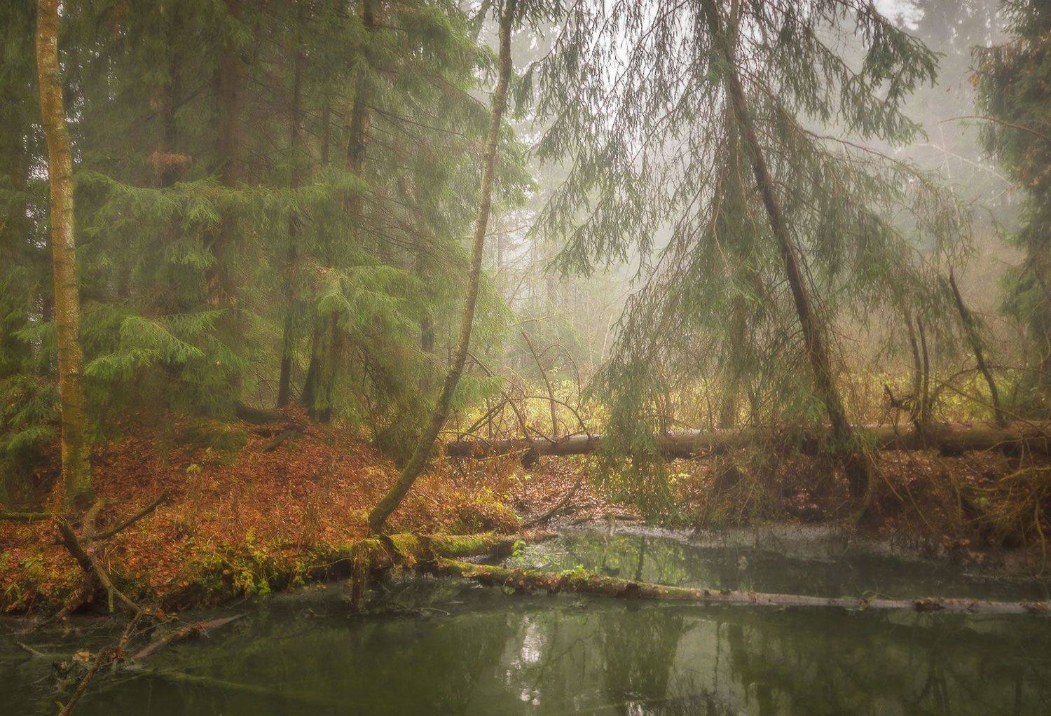 осень, туман, лес, озеро,  Ольга