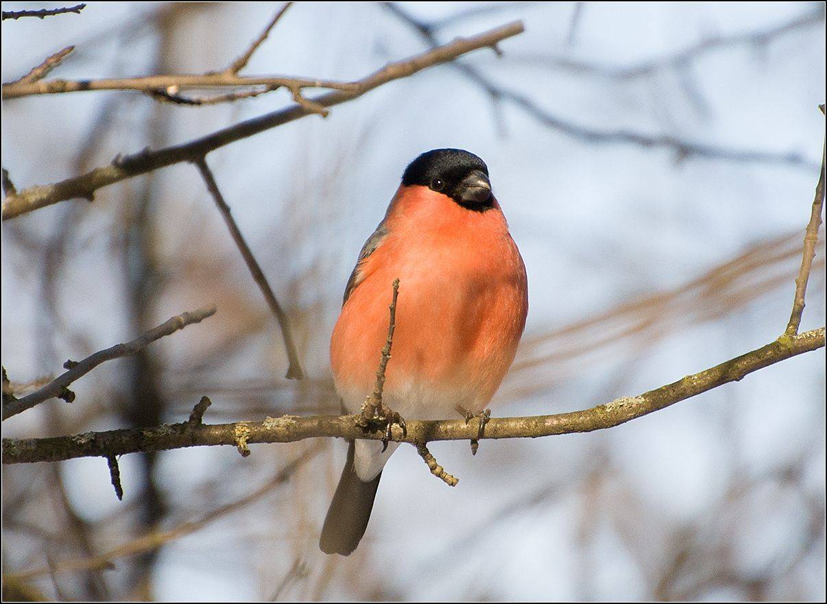 москва, зима, парк, птица, снегирь, АНАТОЛИЙ ДОВЫДЕНКО