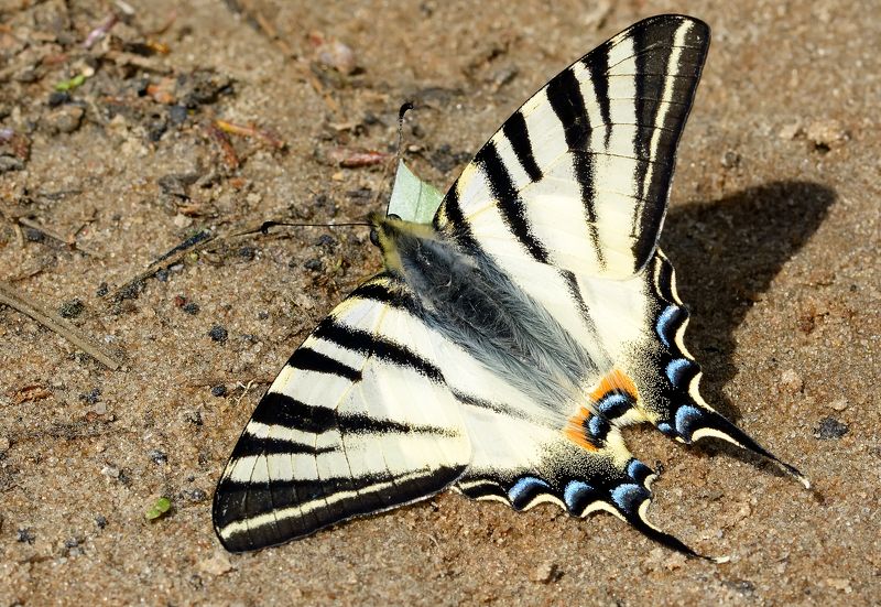 парусник подалирий, iphiclides podalirius, парусники, papilionidae, бабочка На лесной дороге фото превью