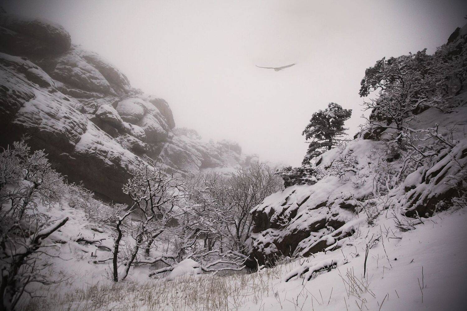 зима,гриф,туман,горы,снег.дагестан,, Magov Marat