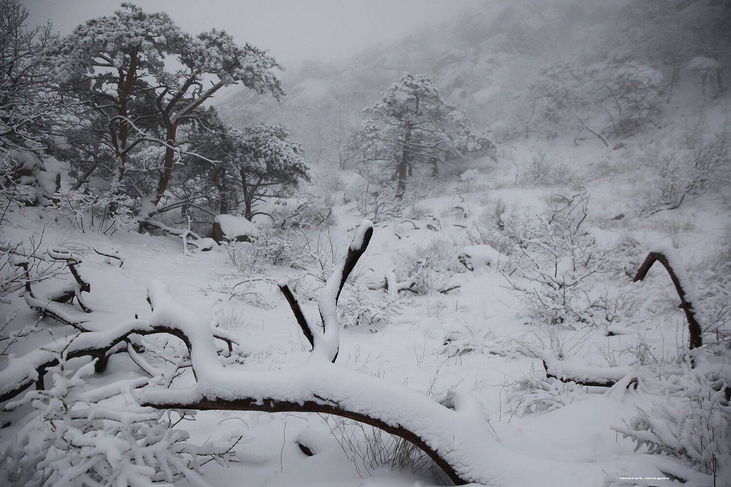 зима,лес,горы,снег,пейзаж,дагестан,, Magov Marat