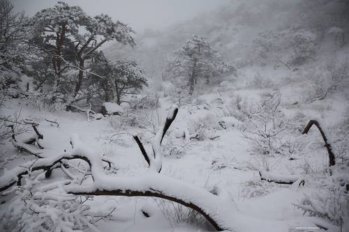 Сказочный зимний лес..