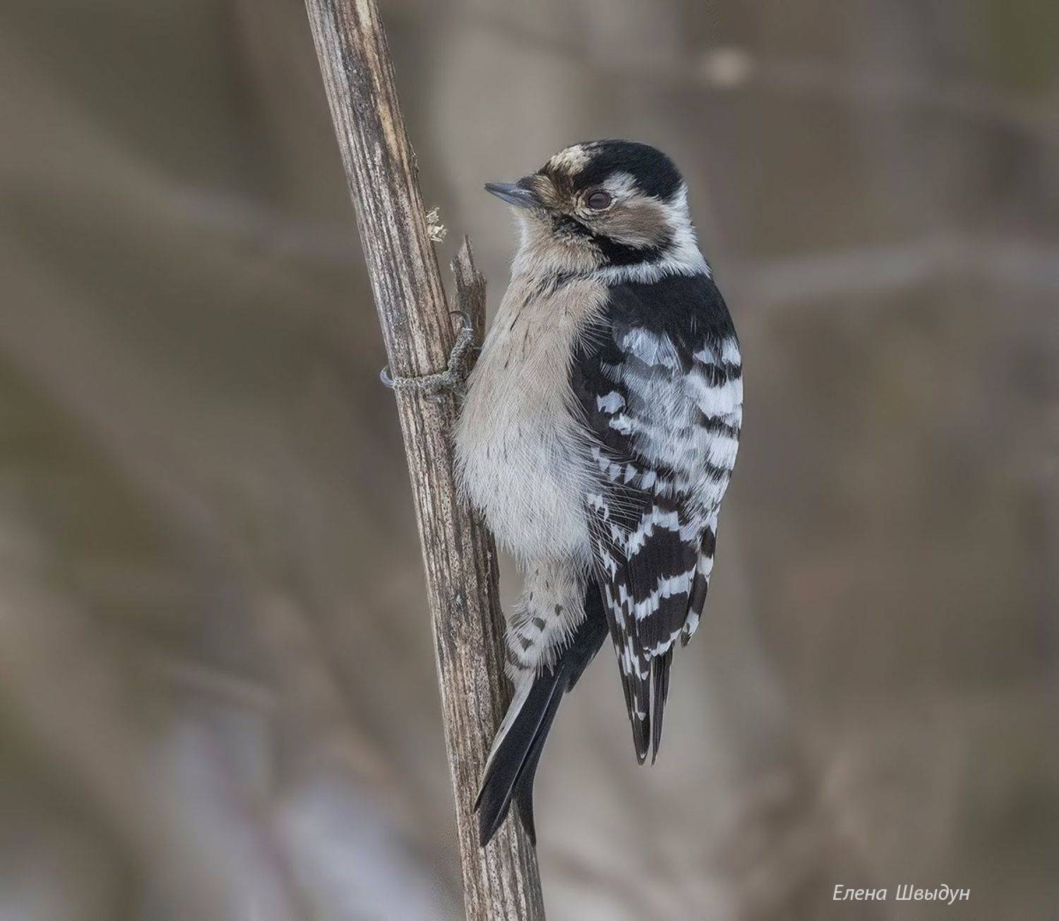 animal, bird, animal wildlife,  animals in the wild,  nature, малый пёстрый дятел, дятел, woodpecker, lesser spotted woodpecker, птицы, птица, Елена Швыдун