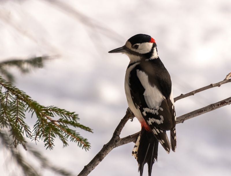 Большой пёстрый дятел фото превью