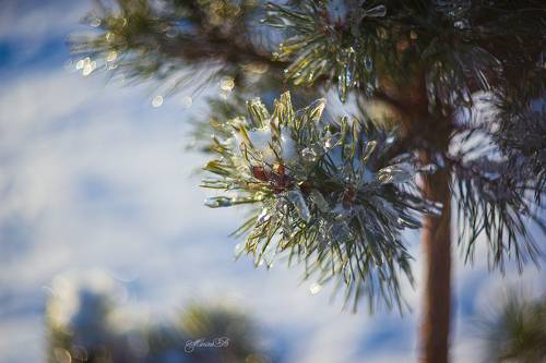 Природа в хрустале (часть 3)