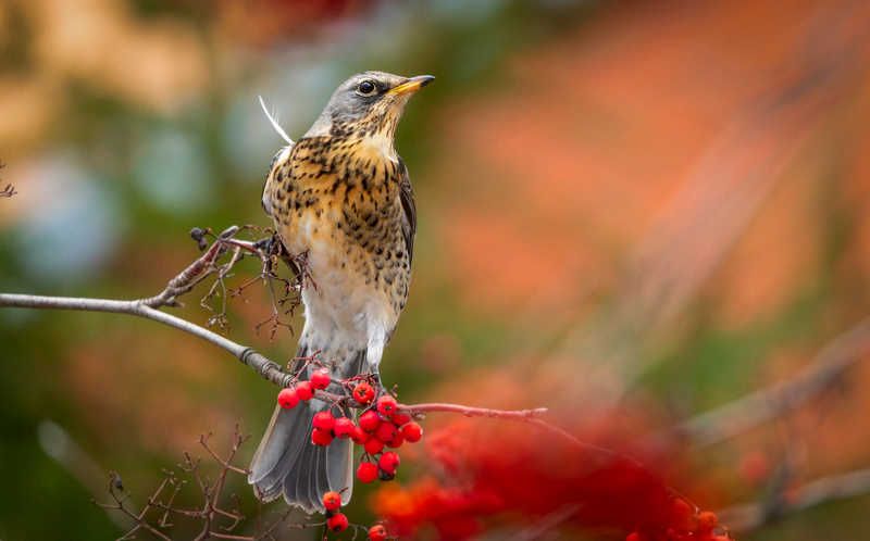 Дрозд рябина осень  Ветер заломил перышко фото превью