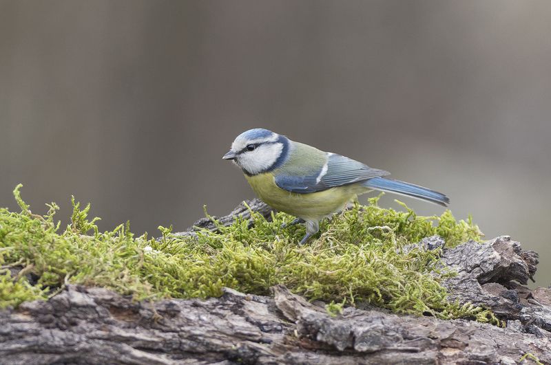 Лазоревка фото превью