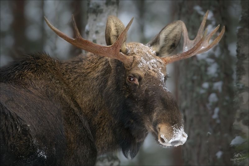 красный бор, фототур в красный бор, беларусь, волк, лось, орлан, глухарь, лань, олень, выдра, wolf, elk, moose, otter, deer, фотосъемка волков Вести из леса .. фото превью