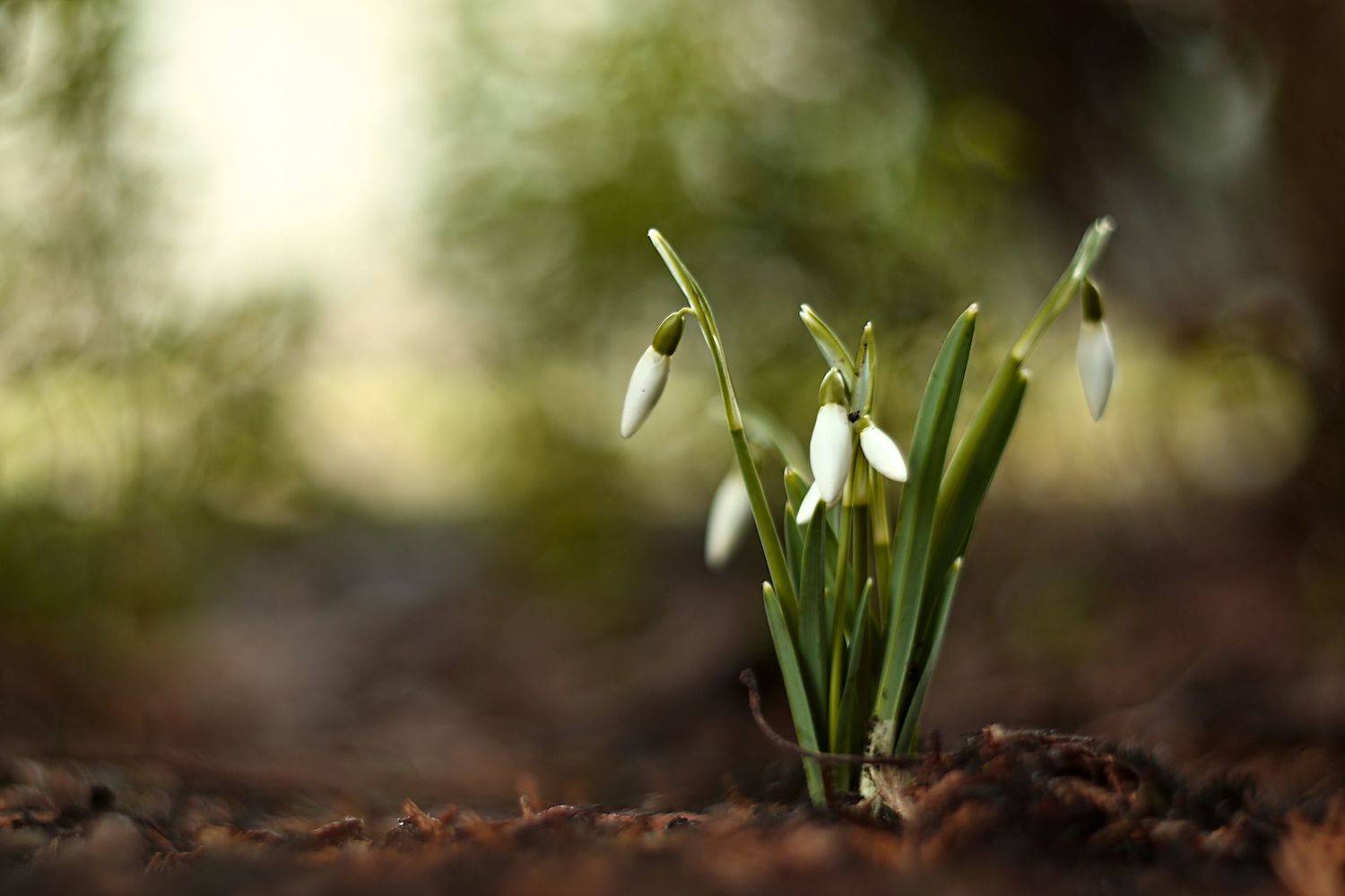 , Эдуард Колобошников