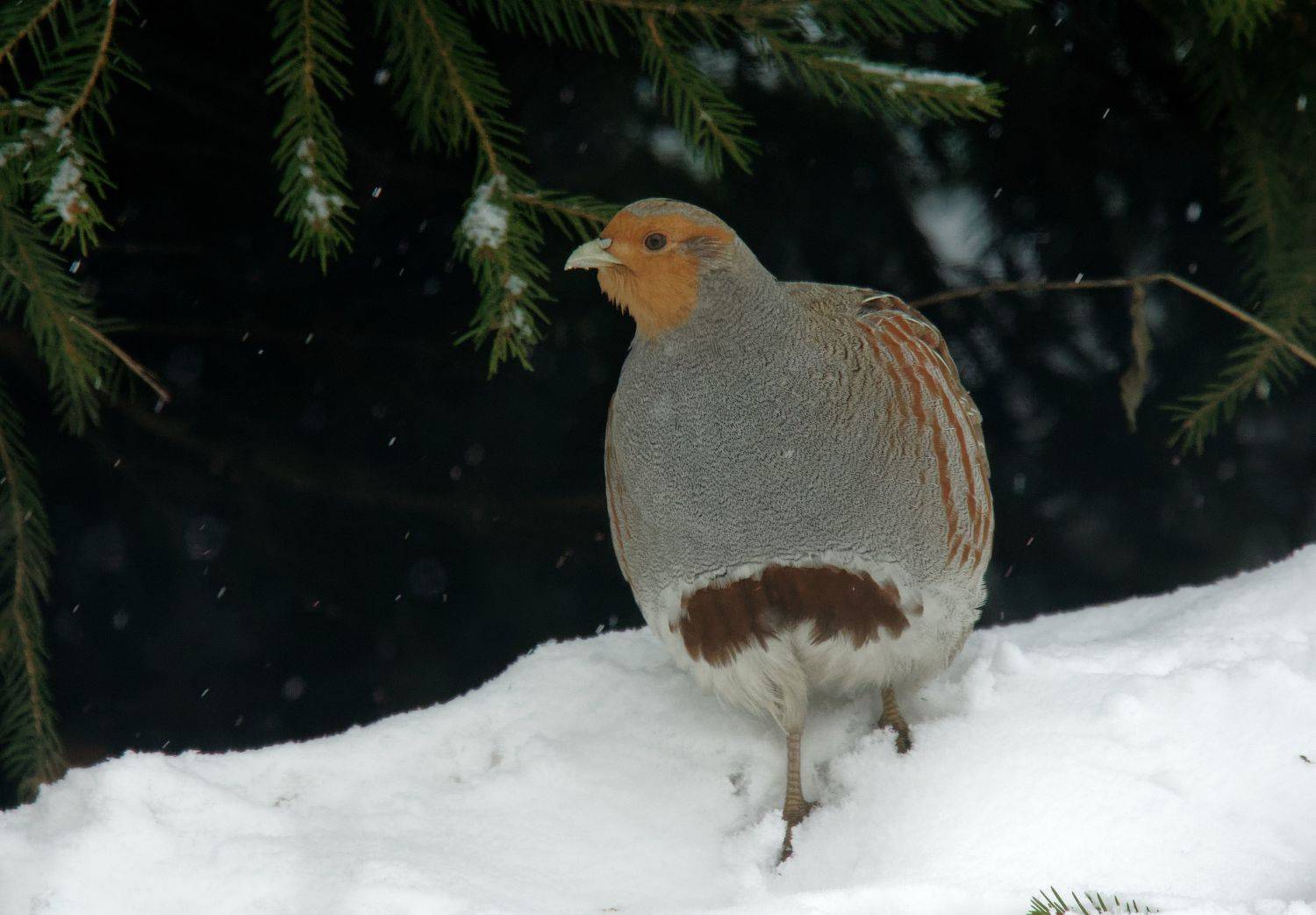 Куропатка, птицы, природа, фотоохота, дача, зима, partridge, ptarmigan, birds, nature, winter, Пётр Калачев