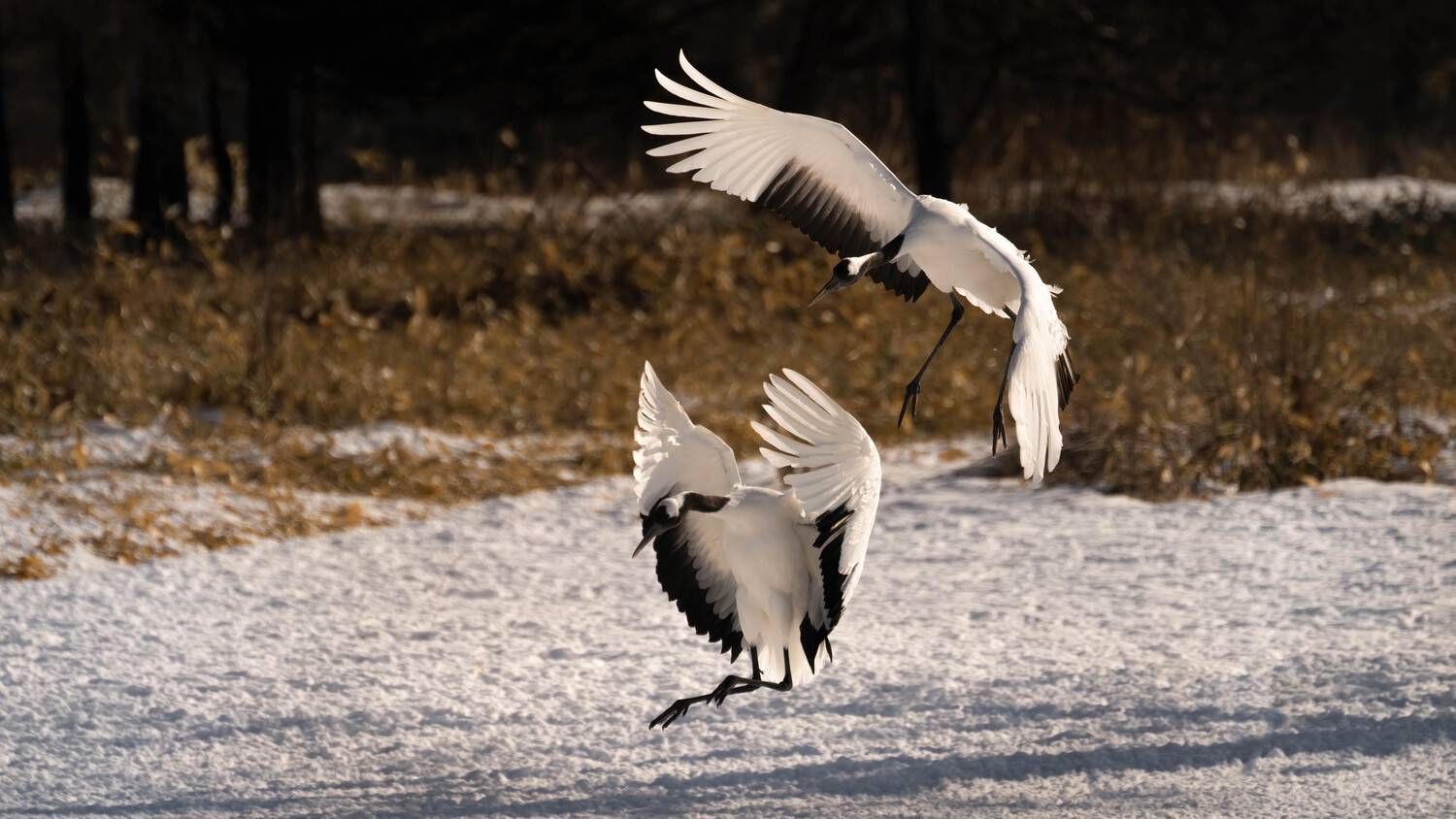 , Николай Мозгунов