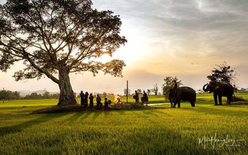 elephants, taynguyen Le hoi Tay Nguyen фото превью
