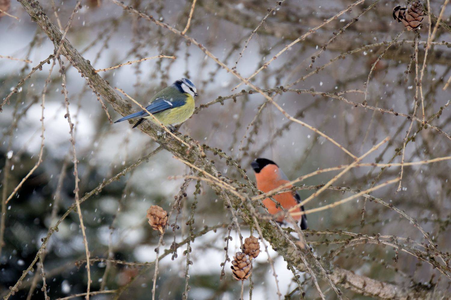 , Пётр Калачев