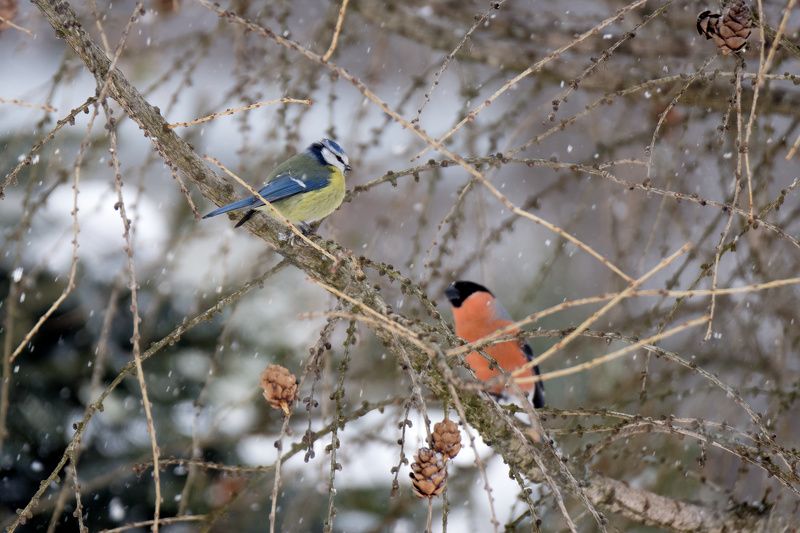 Лазоревка и снегирь фото превью