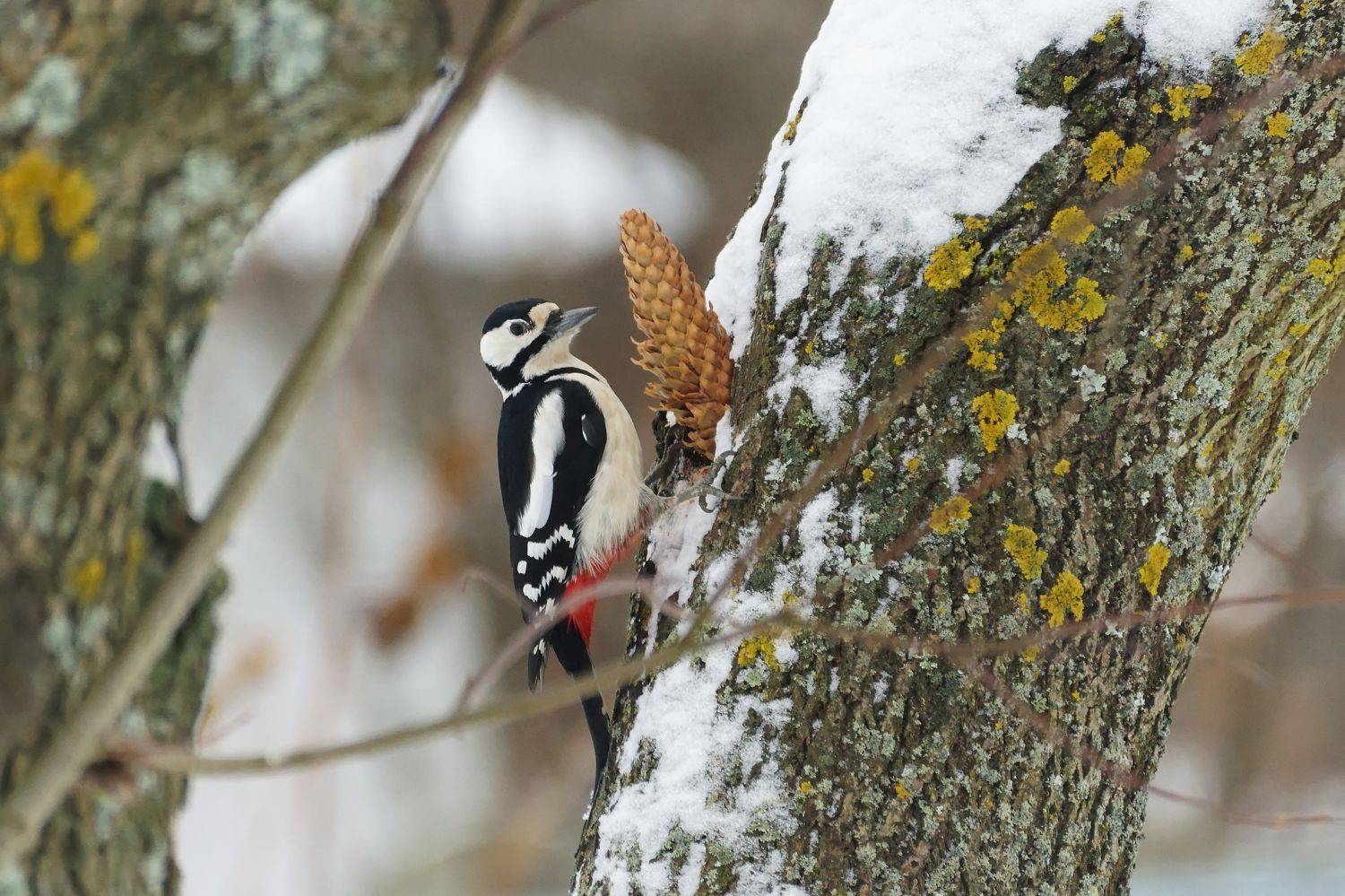 дятел, шишка, птицы, природа, фотоохота, woodpecker, cone, nature, Пётр Калачев