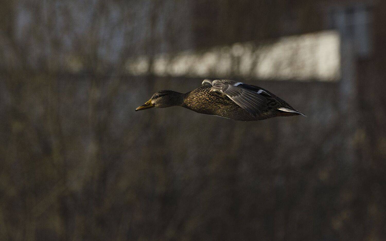 утка, кряква, направление, Михаил Агеев