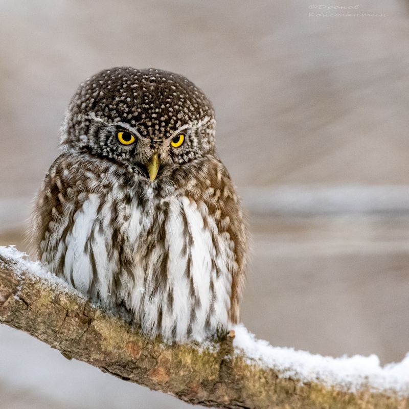 птицы, фотоохота, сова, сычик Взгляд фото превью