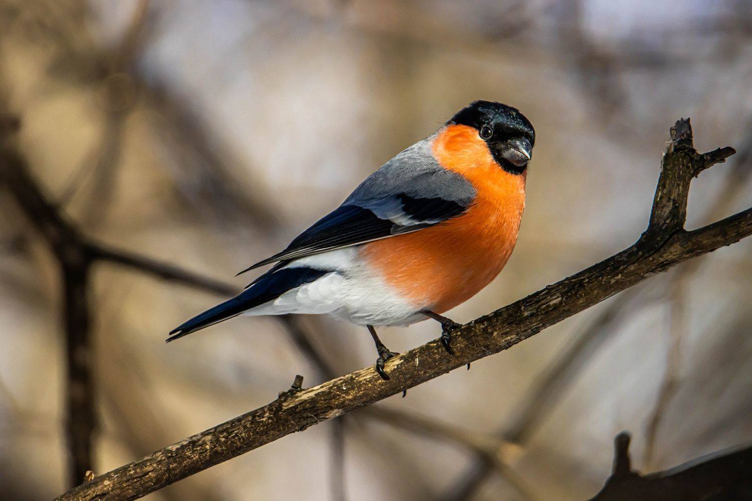 , Виктор Волынский