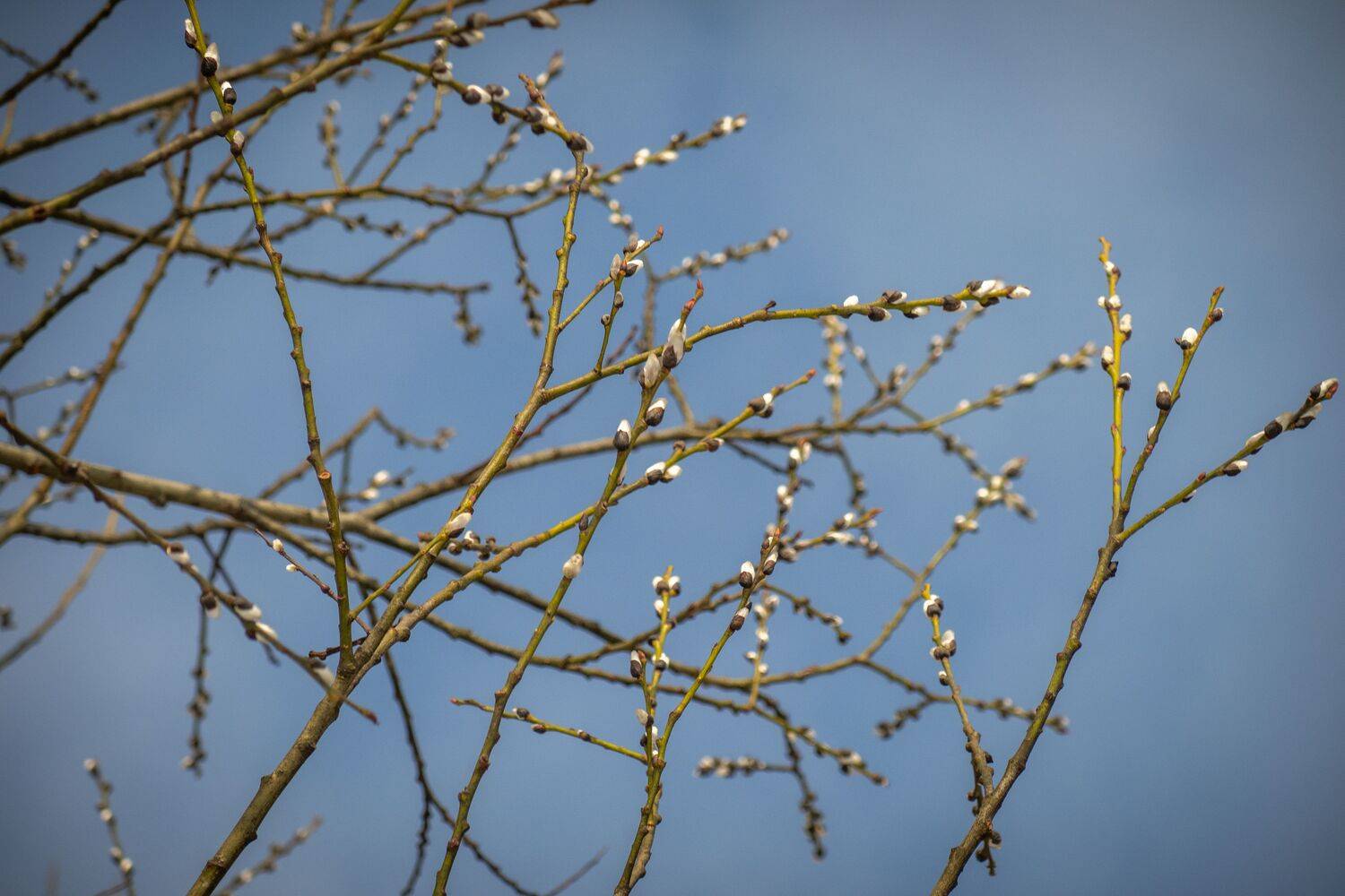 , Бравичева Анастасия