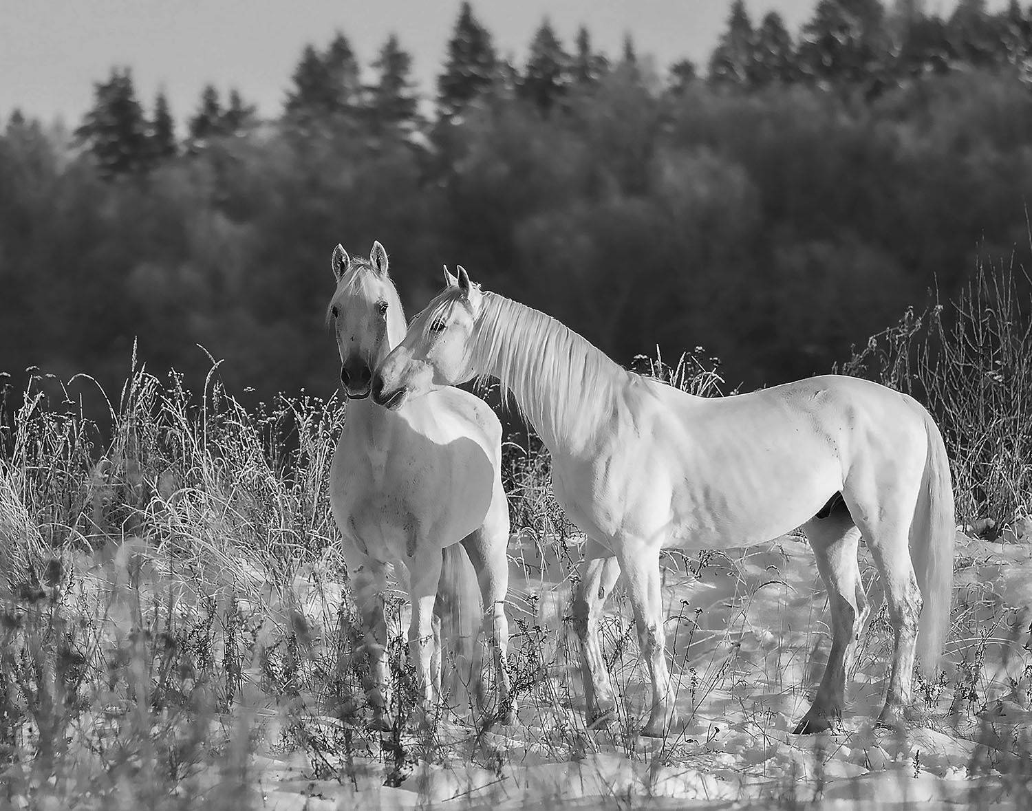 лошади, рысаки, красота, зима, лес, природа, horses, winter, beautiful, forest, nature, Стукалова Юлия