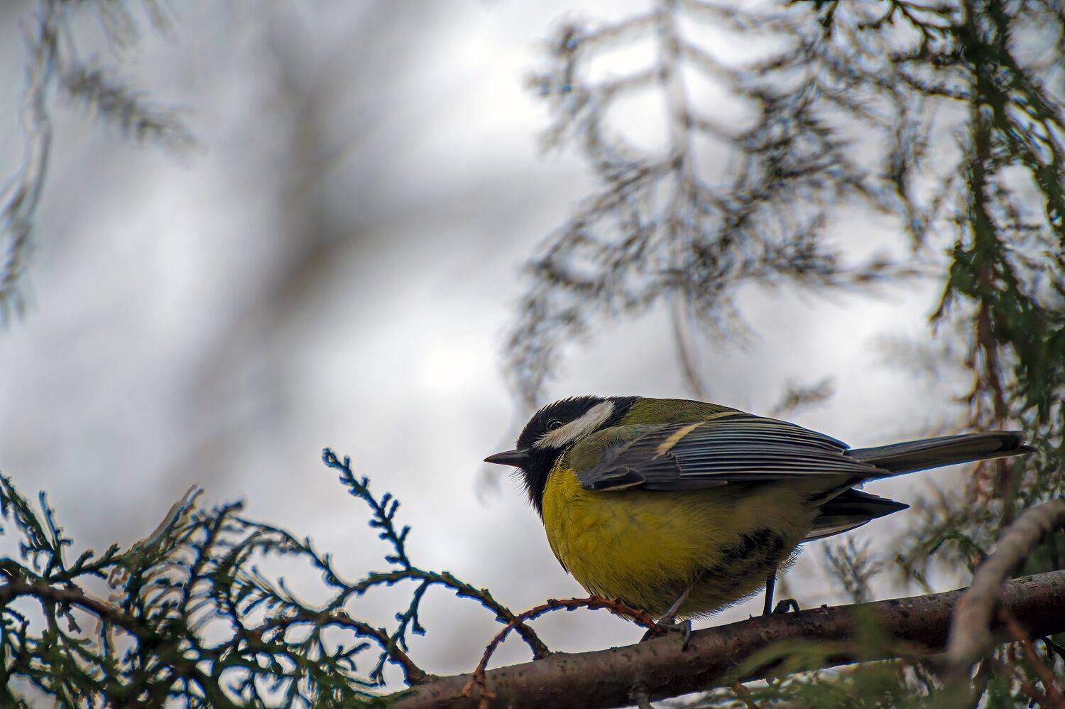 , Алексей Рыльский