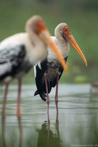Painted storks