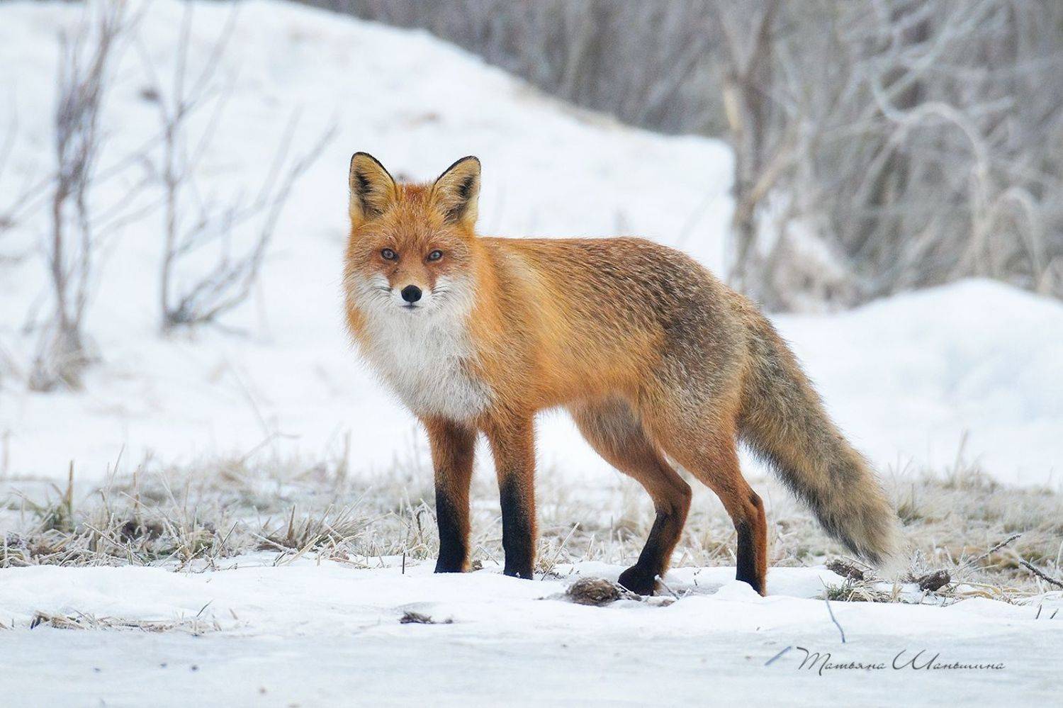 животные, звери, лисы, Татьяна Шаньшина