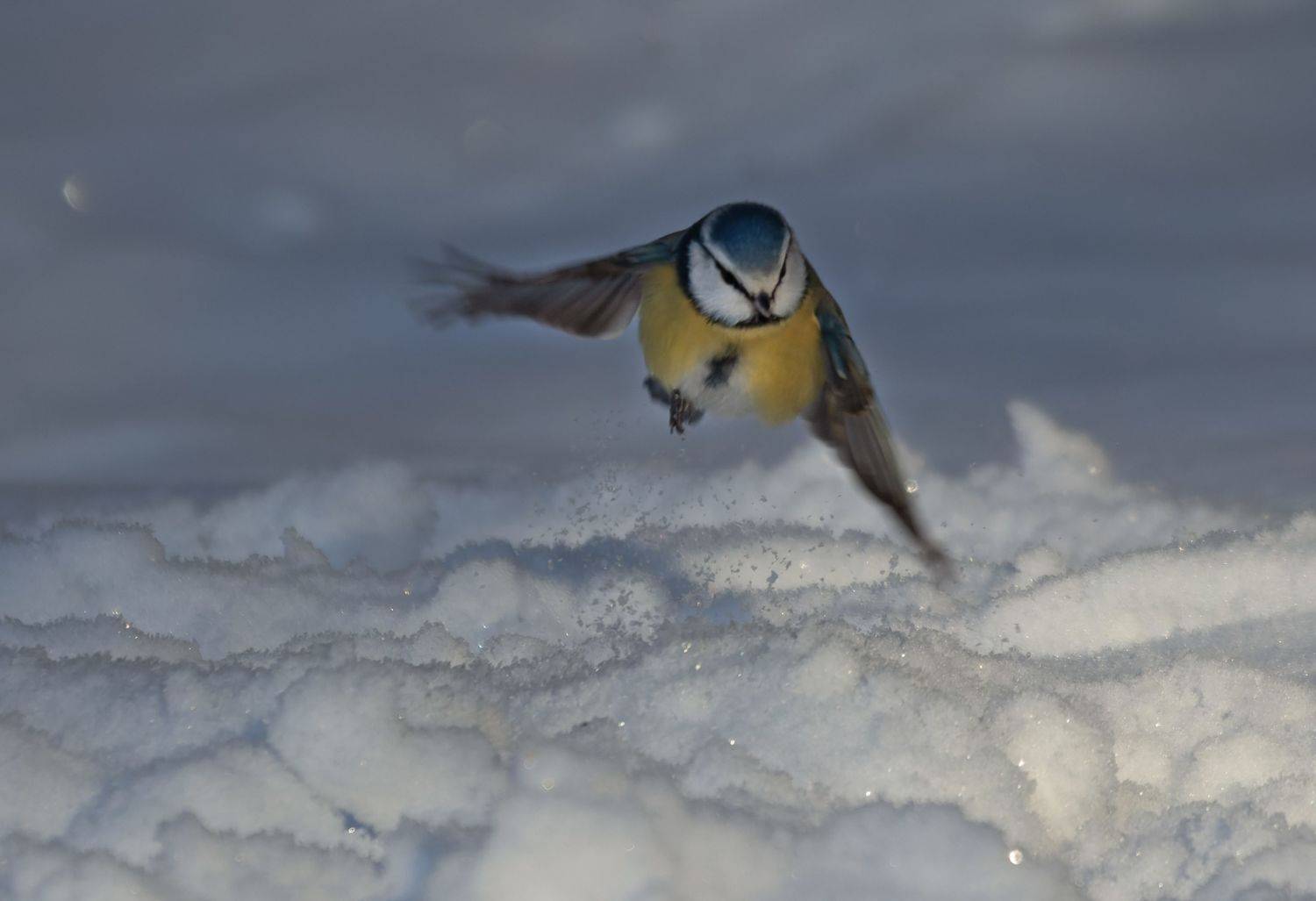 , Светлана Холодняк