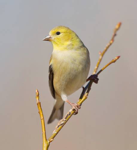 American Goldfinch - Американский чиж