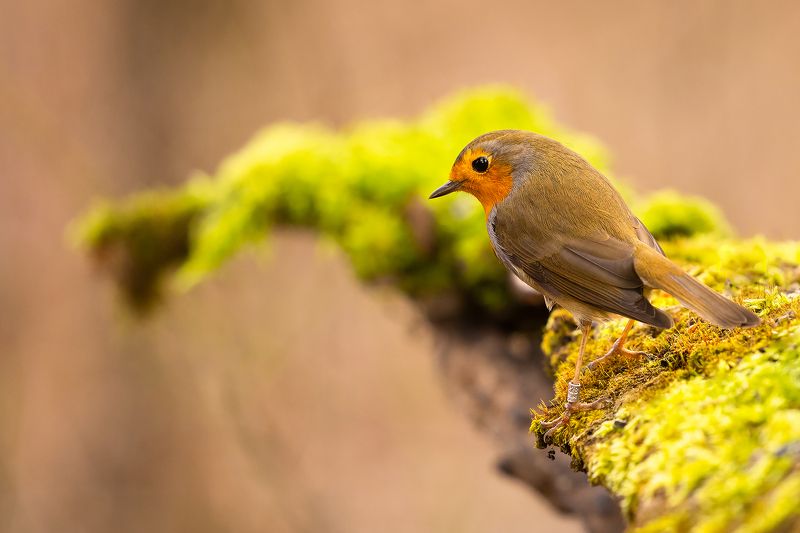 Robin фото превью
