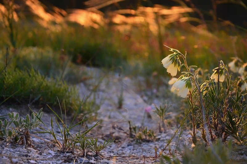 растения, закат Оносма в предзакатных лучах солнца фото превью