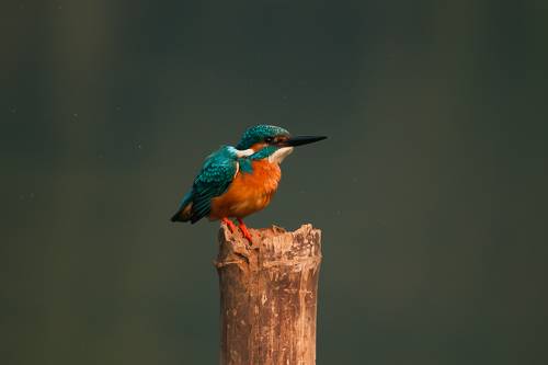 Common kingfisher