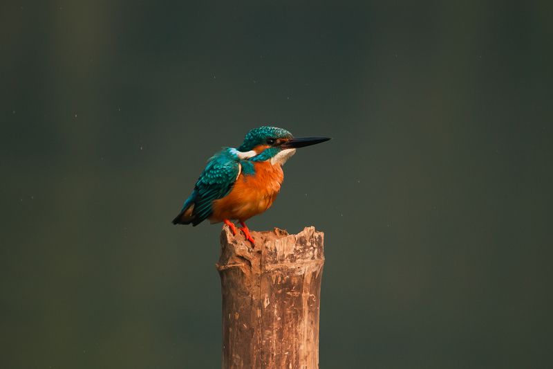 Common kingfisher фото превью