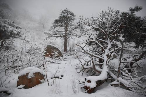 Вокруг одного дерево..