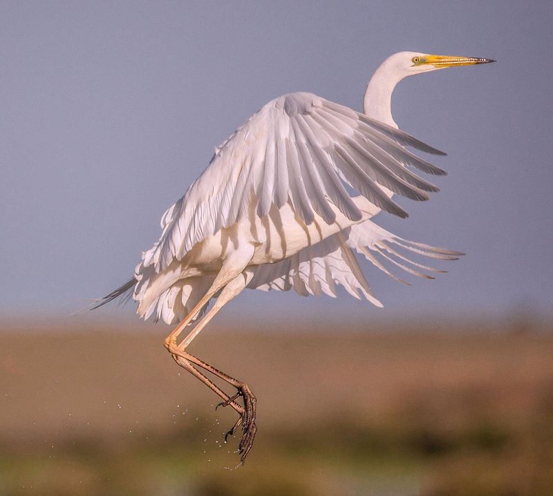 БОЛЬШАЯ  БЕЛАЯ  ЦАПЛЯ фото превью