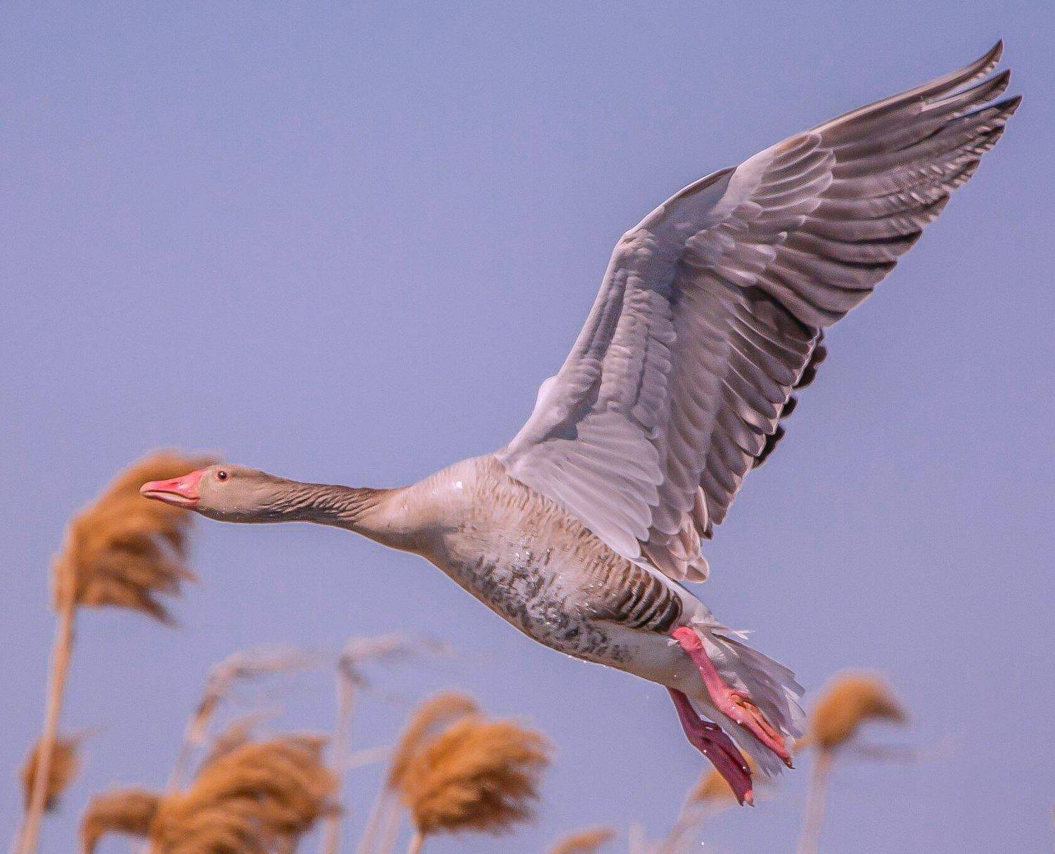 у села  камышово, Сергей цыбизов