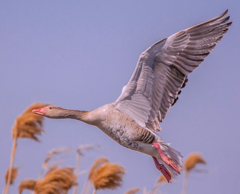 у села  камышово СЕРЫЙ  ГУСЬ фото превью