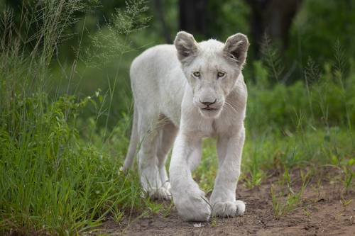 Young white lioness