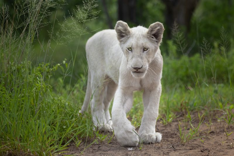 lion, lioness, cub, cat, cats, big cats, wildlife, nature, africa, zimbabwe, safari Young white lioness фото превью