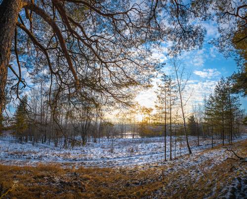 Заповедный лес на закате