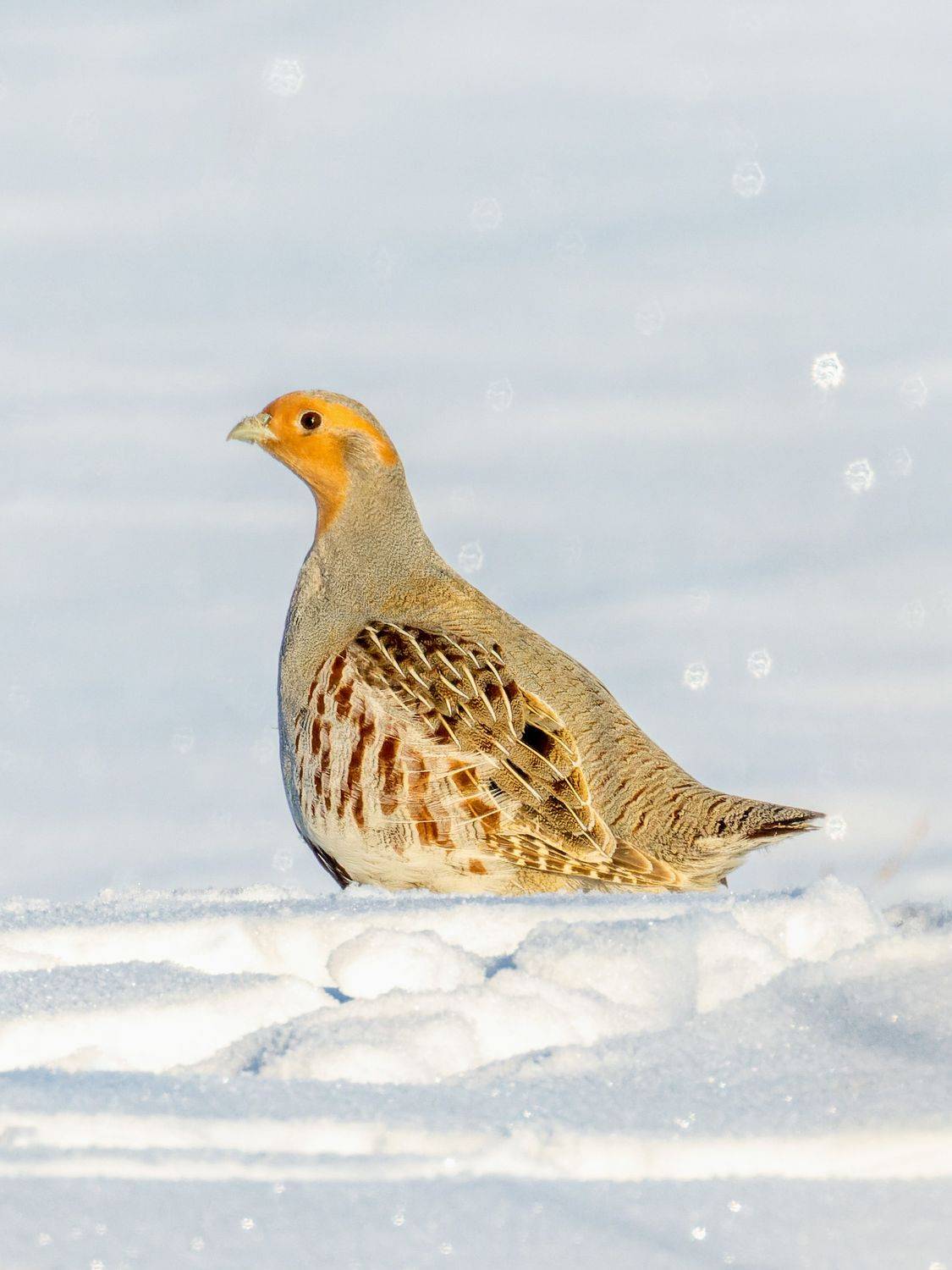 куропатка, птицы, пернатые, Глебов Сергей
