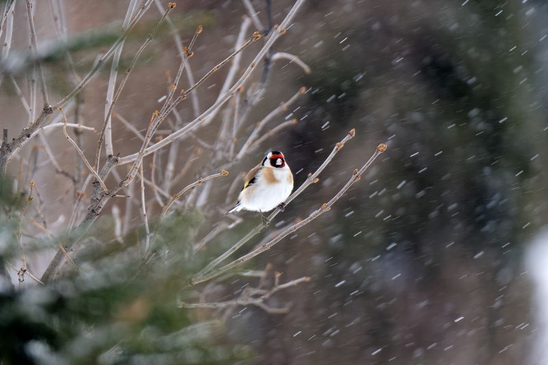 Щегол во время снегопада фото превью