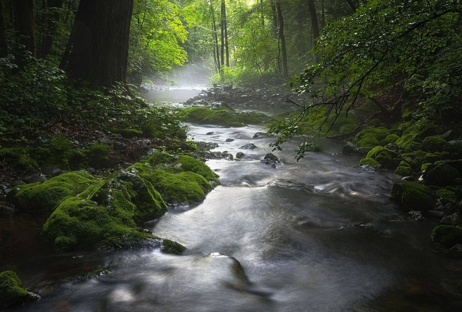 дождь, лето, мох, приморье, ручей, свет, туман, верховья реки, утро, Евгений Паршуков