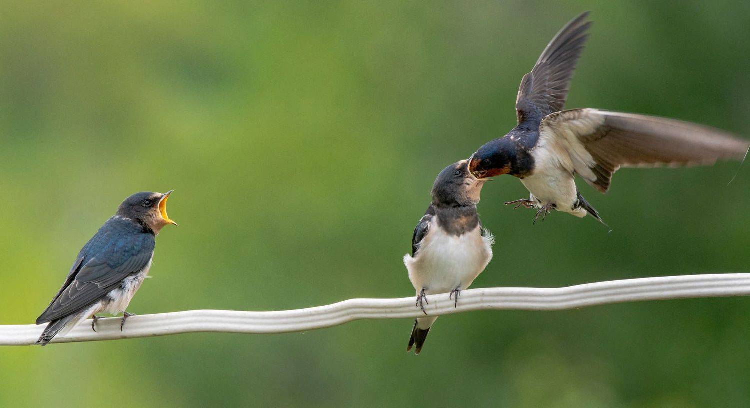 Птенцы лето птицы ласточка, Александр Колбасов