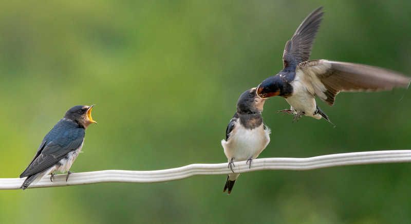 Птенцы лето птицы ласточка А мне?.. фото превью