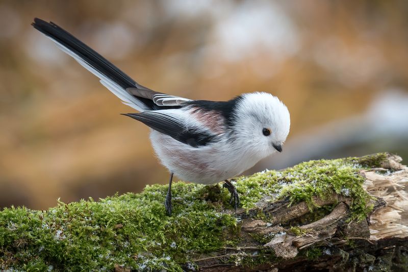 Ополовник фото превью