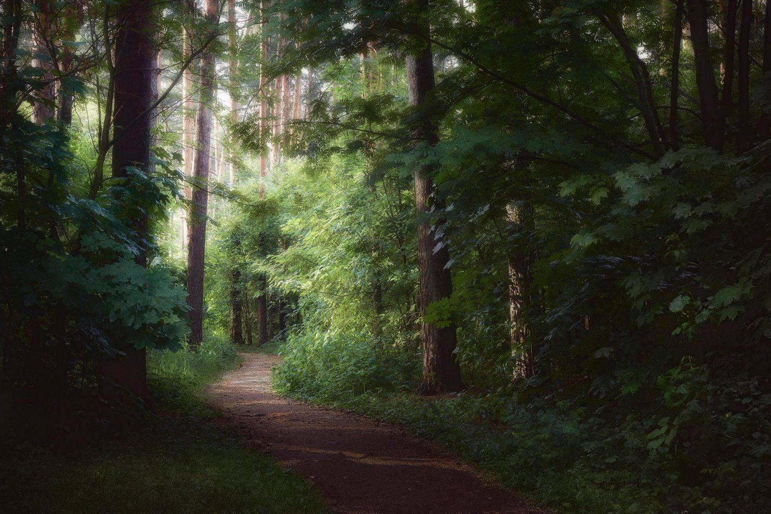 лес, лето, деревья, пейзаж, forest, woodland, summer, landscape, trees, Валерий Вождаев
